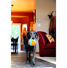 Chuckit! – Indoor Ball
